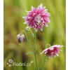 Orlik 'Nora Barlow' | Aquilegia vulgaris