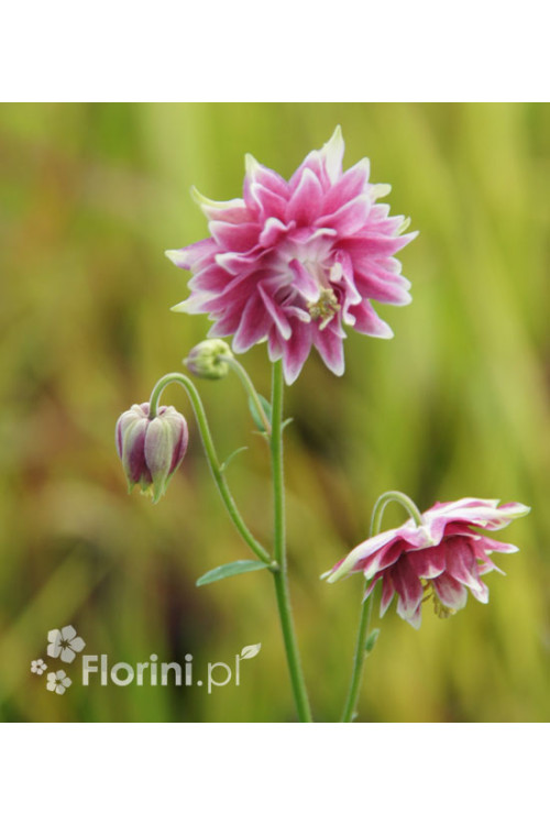Orlik 'Nora Barlow' | Aquilegia vulgaris
