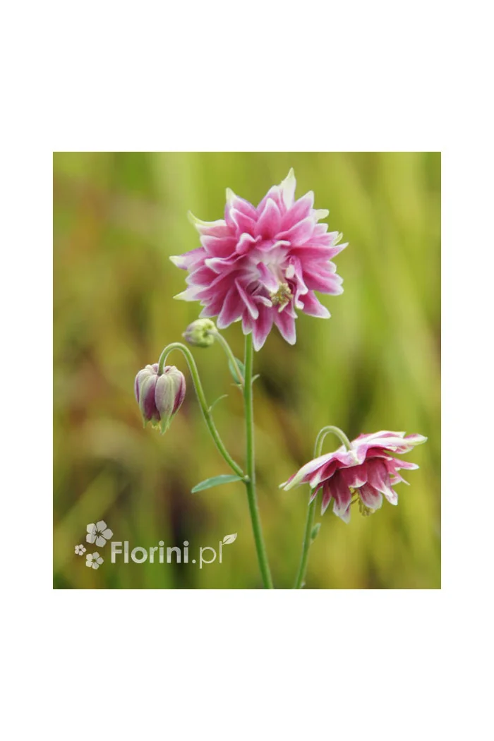 Orlik 'Nora Barlow' | Aquilegia vulgaris