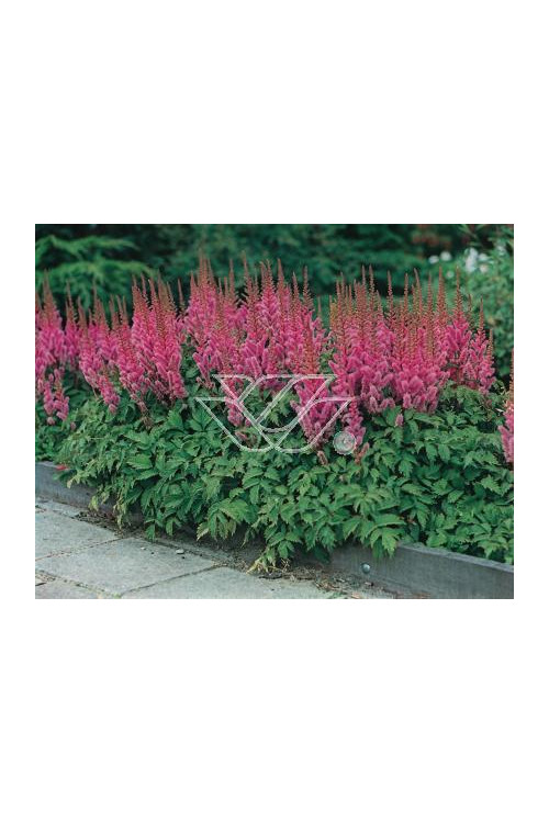 tawułka, tawułka chińska, astilbe