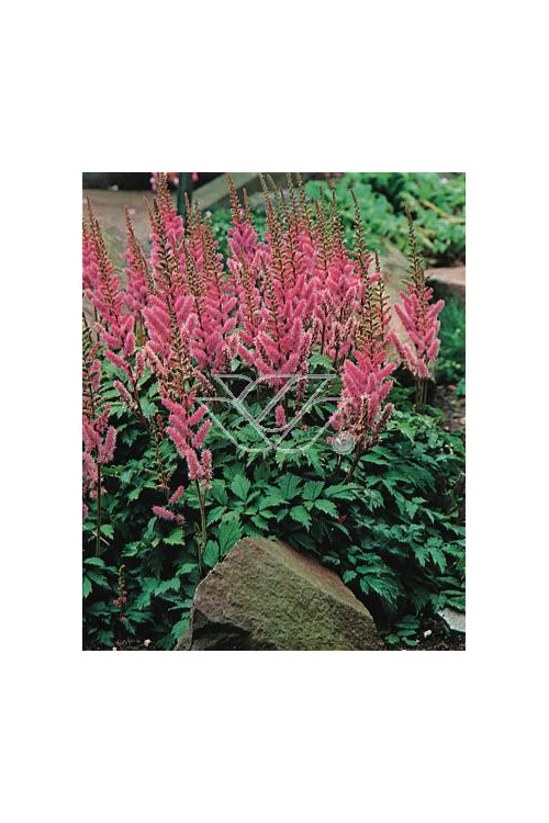 tawułka, tawułka chińska, astilbe