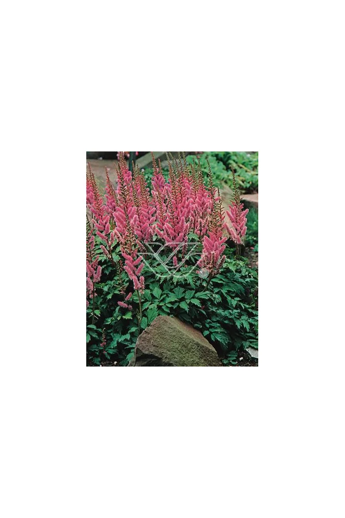 tawułka, tawułka chińska, astilbe
