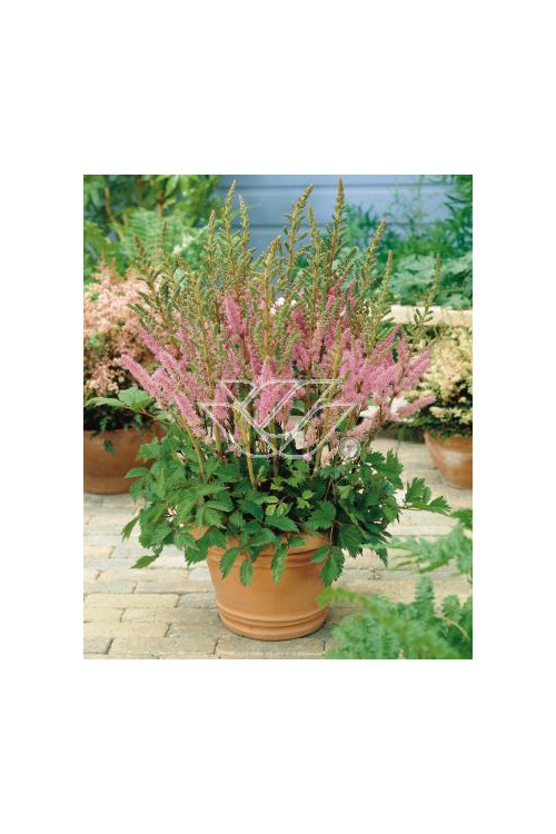 tawułka, tawułka chińska, astilbe