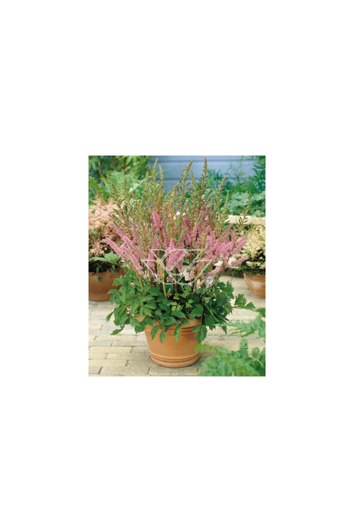 tawułka, tawułka chińska, astilbe