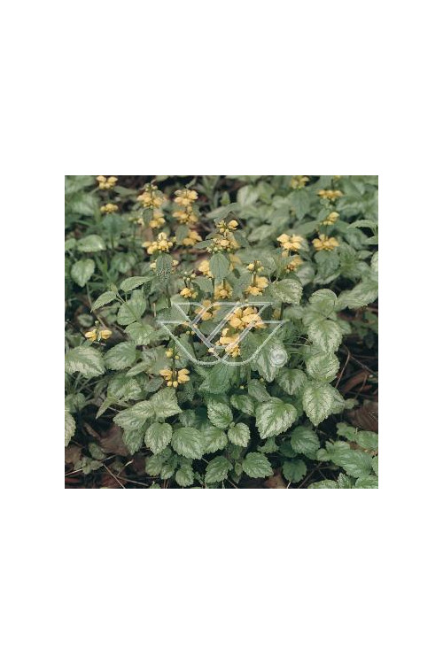 gajowiec, gajowiec żółty, lamium