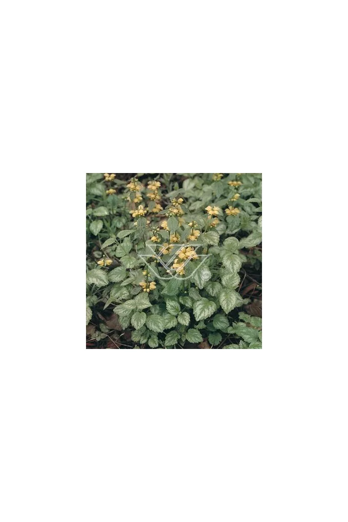 gajowiec, gajowiec żółty, lamium