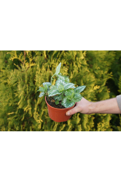 gajowiec, gajowiec żółty, lamium