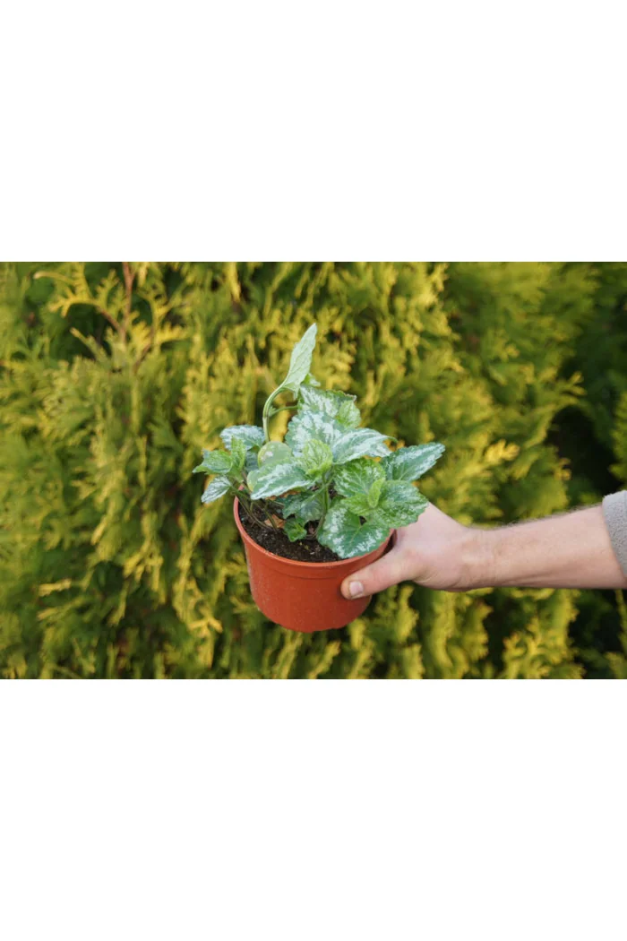 gajowiec, gajowiec żółty, lamium