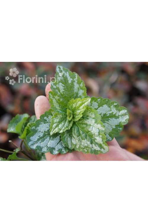 gajowiec, gajowiec żółty, lamium