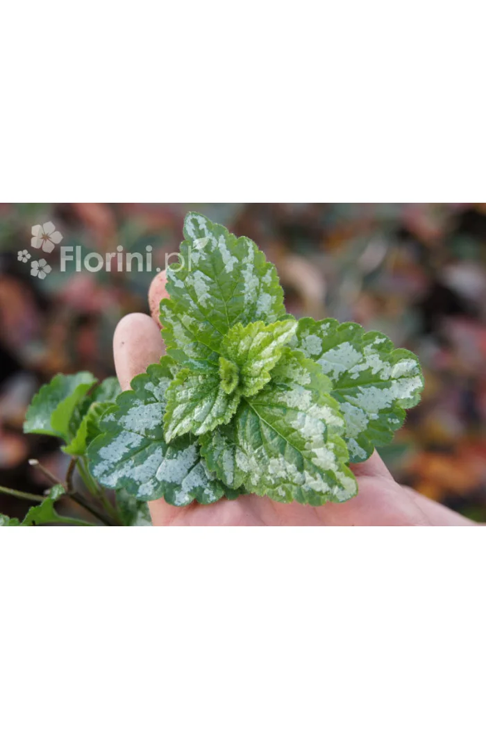 gajowiec, gajowiec żółty, lamium