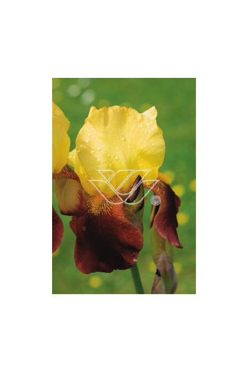 kosaciec, kosaciec amerykański, irys, iris