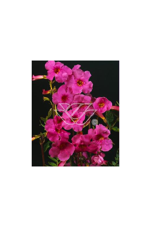 Inkarwilla Maire'a Incarvillea mairei