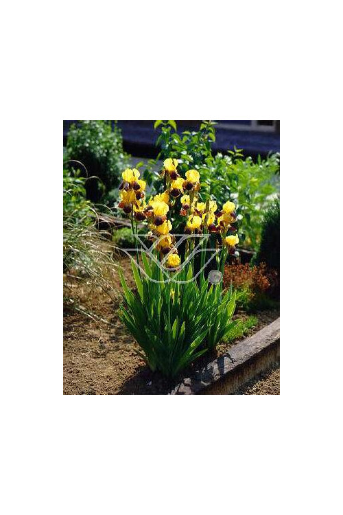 kosaciec, kosaciec amerykański, irys, iris