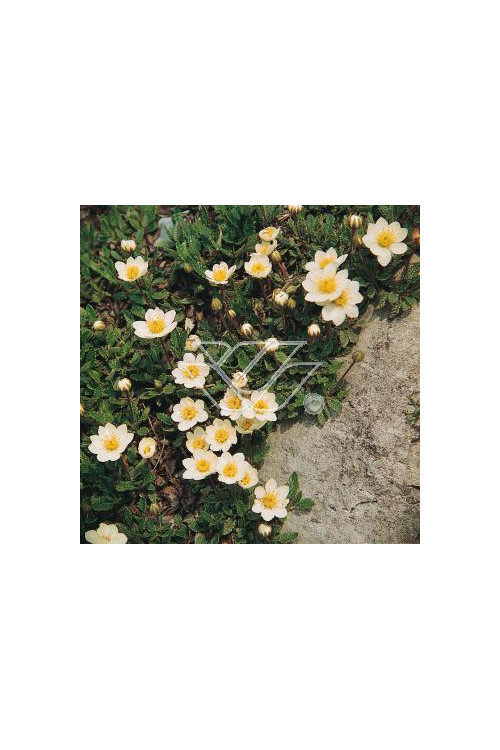 Dębik ośmiopłatkowy Dryas