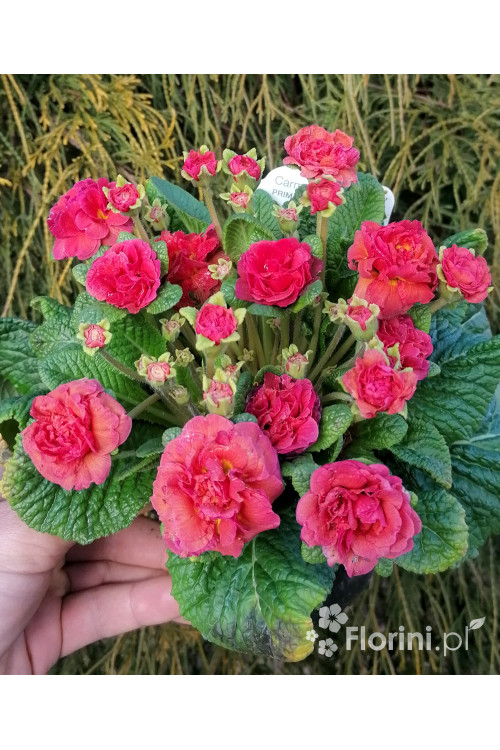 Pierwiosnek 'Belarina® Carmen' | Primula