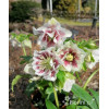 Ciemiernik orientalny 'Double Ellen White Spotted' | Helleborus orientalis