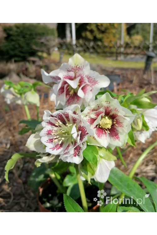 Ciemiernik orientalny 'Double Ellen White Spotted' | Helleborus orientalis