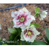 Ciemiernik orientalny 'Double Ellen White Spotted' | Helleborus orientalis