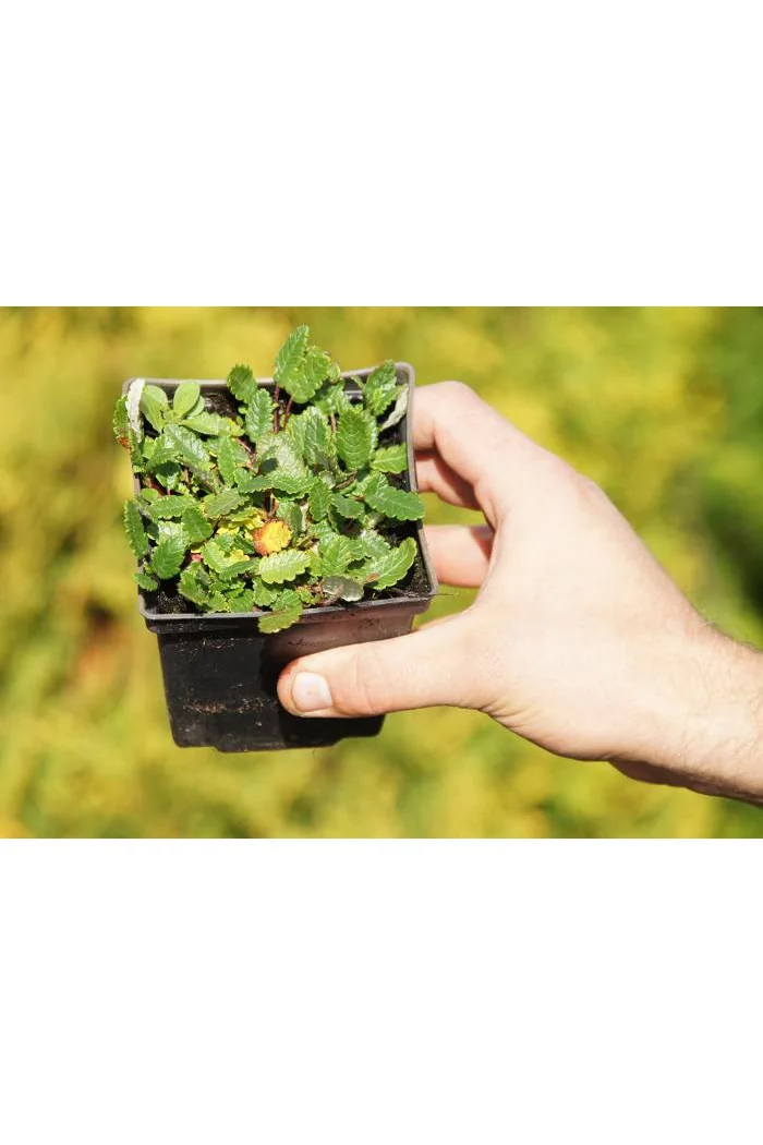 Dębik ośmiopłatkowy Dryas