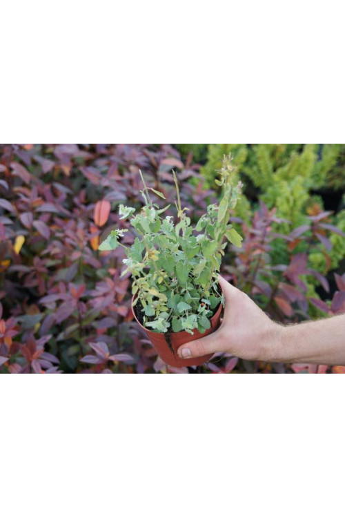 Kłosowiec pomarańczowy 'Apricot Sprite' | Agastache aurantiaca