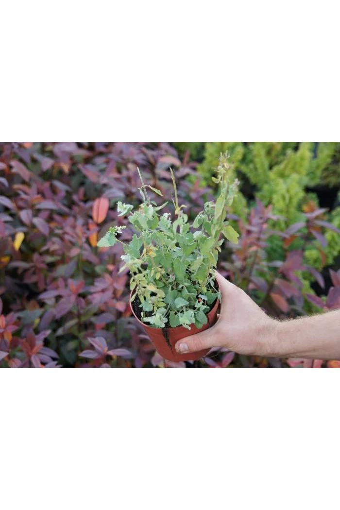 Kłosowiec pomarańczowy 'Apricot Sprite' | Agastache aurantiaca