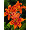 Liliowiec rdzawy 'Kwanso' Hemerocallis fulva
