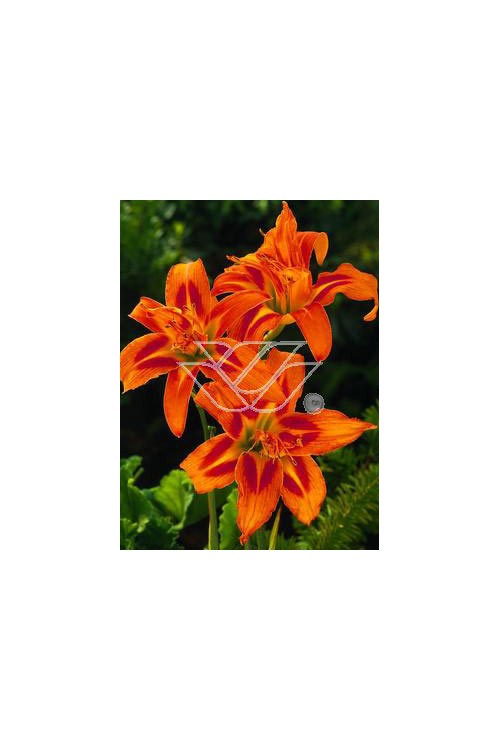 Liliowiec rdzawy 'Kwanso' Hemerocallis fulva