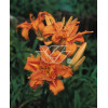 Liliowiec rdzawy 'Kwanso' Hemerocallis fulva