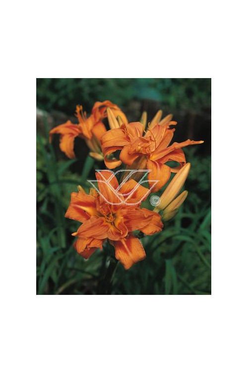 Liliowiec rdzawy 'Kwanso' Hemerocallis fulva