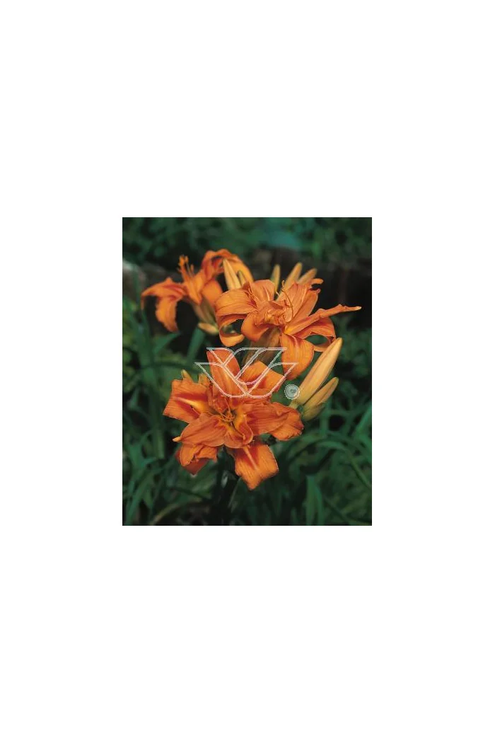 Liliowiec rdzawy 'Kwanso' Hemerocallis fulva