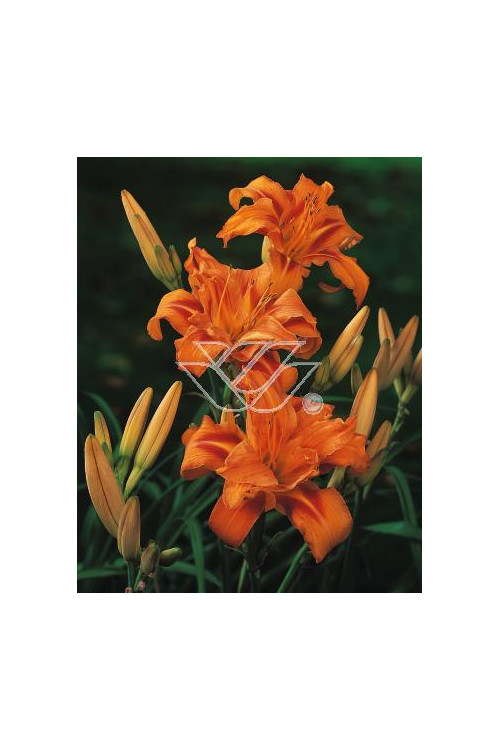 Liliowiec rdzawy 'Kwanso' Hemerocallis fulva