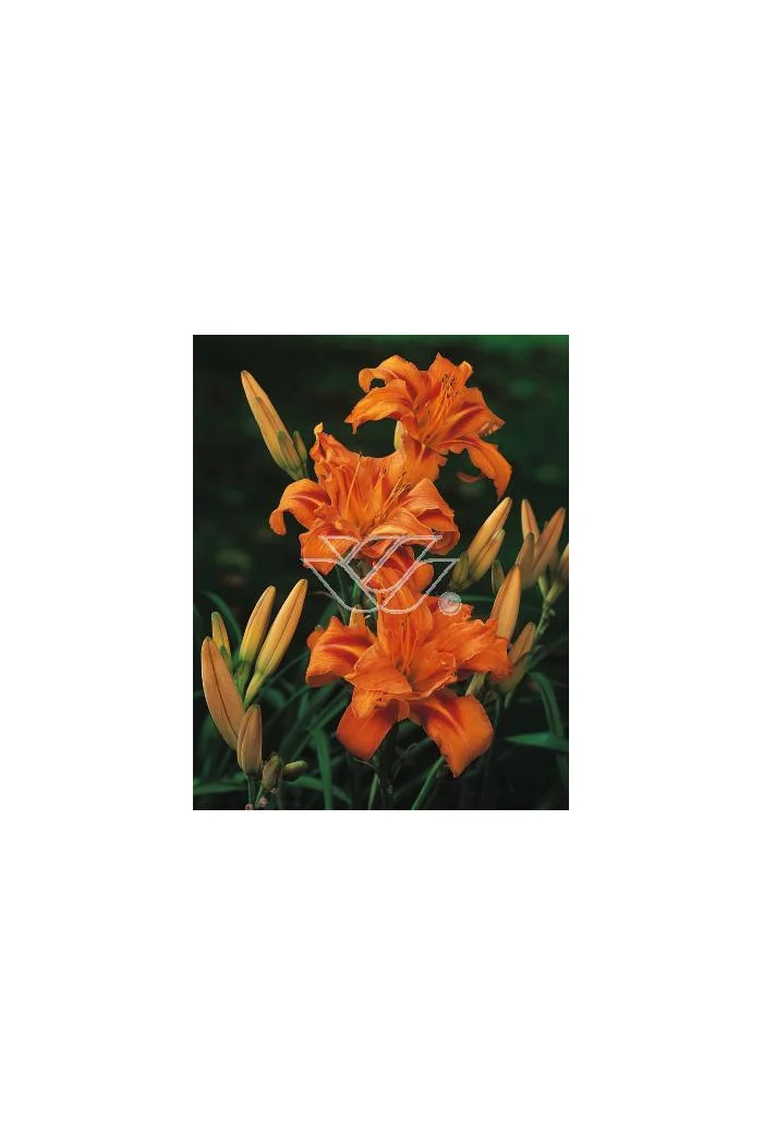Liliowiec rdzawy 'Kwanso' Hemerocallis fulva