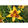 Liliowiec 'Bonanza' | Hemerocallis