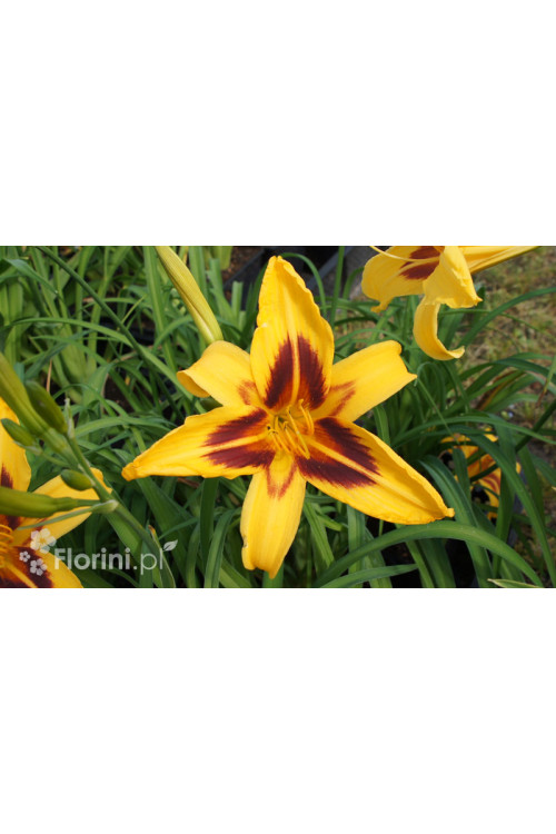 Liliowiec 'Bonanza' | Hemerocallis