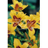 Liliowiec 'Bonanza' | Hemerocallis