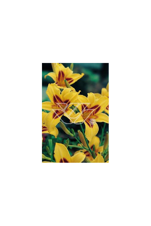 Liliowiec 'Bonanza' | Hemerocallis