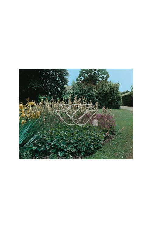 Żurawka cylindryczna Heuchera cylindrica