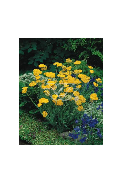 Krwawnik ogrodowy 'Schwellenburg' Achillea millefolia