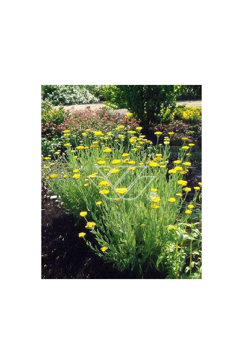 Krwawnik ogrodowy 'Schwellenburg' Achillea millefolia