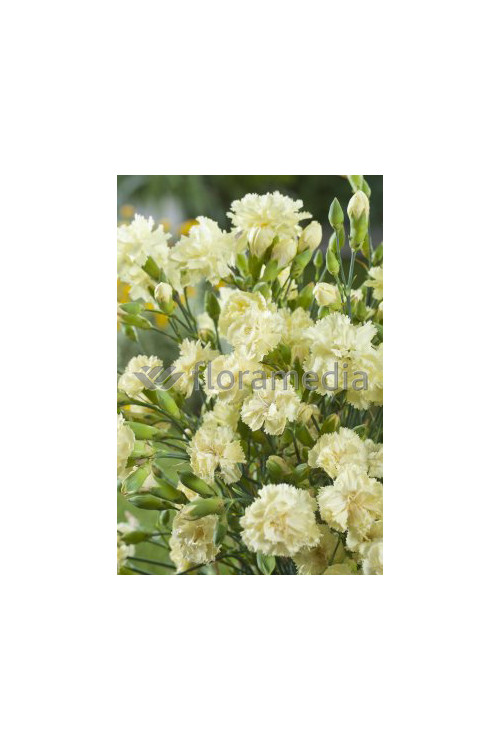 Goździk ogrodowy 'Grenadin Yellow' Dianthus caryophyllus