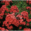 Floks wiechowaty 'Orange Perfection' | Phlox panniculata