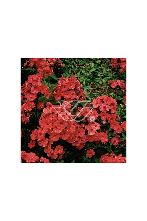 Floks wiechowaty 'Orange Perfection' | Phlox panniculata