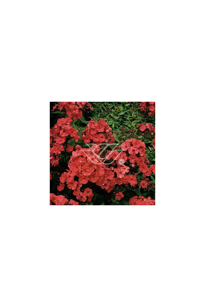 Floks wiechowaty 'Orange Perfection' | Phlox panniculata