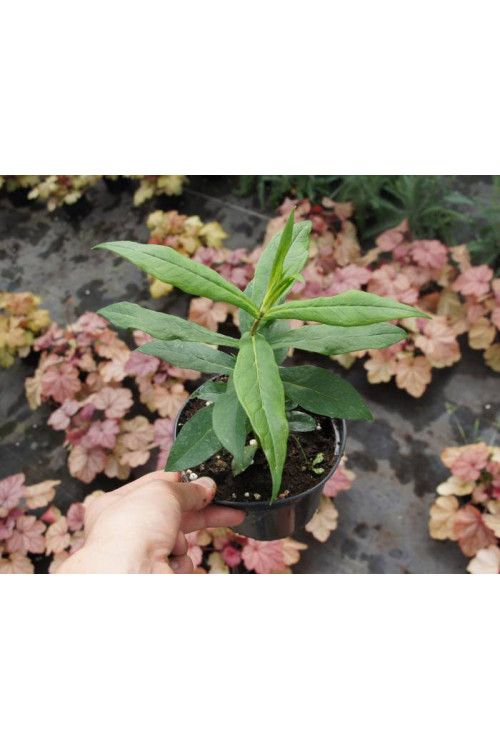 Floks wiechowaty 'Orange Perfection' | Phlox panniculata