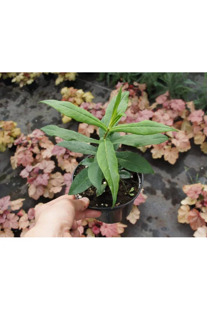 Floks wiechowaty 'Orange Perfection' | Phlox panniculata