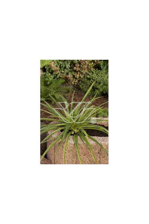 Kosmatka olbrzymia 'Marginata' | Luzula sylvatica