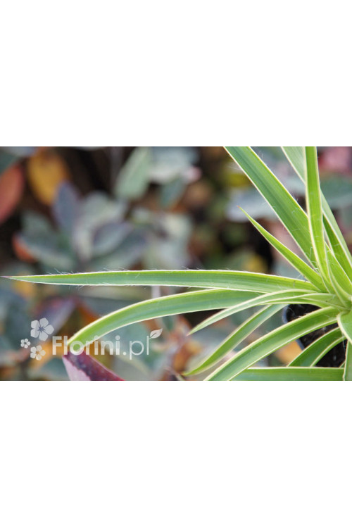 Kosmatka olbrzymia 'Marginata' | Luzula sylvatica