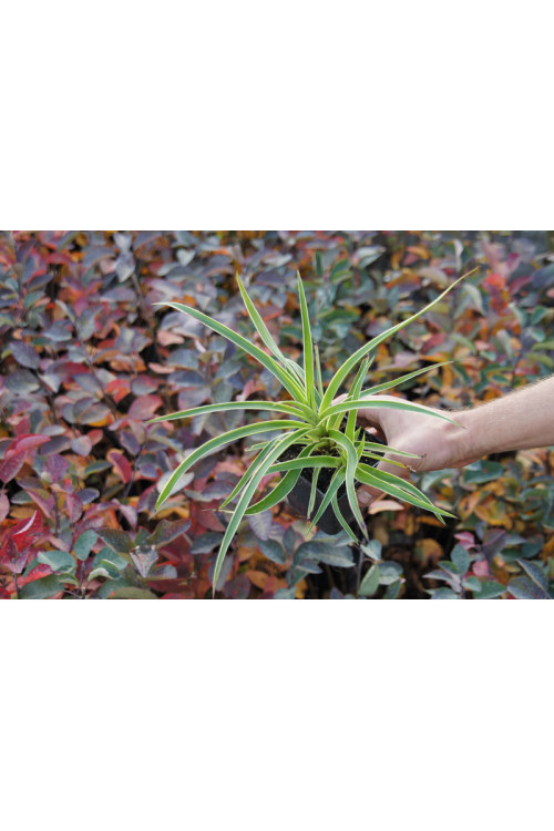 Kosmatka olbrzymia 'Marginata' | Luzula sylvatica