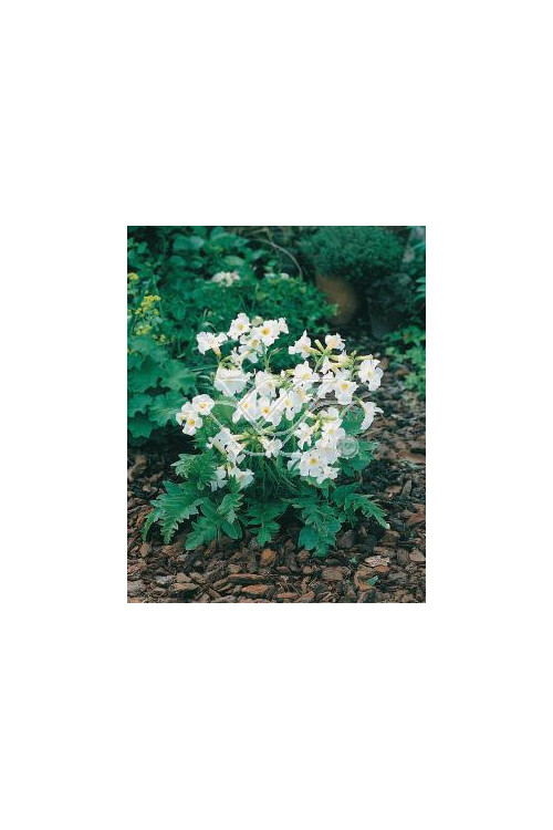 inkarwilla, inkarwilla alba, Incarvillea