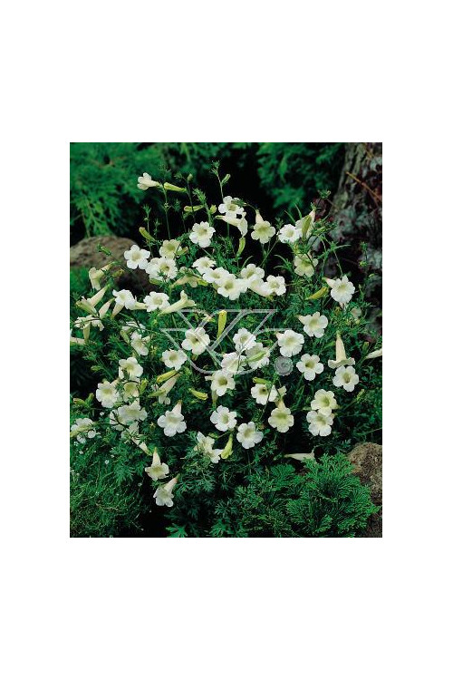 inkarwilla, inkarwilla alba, Incarvillea